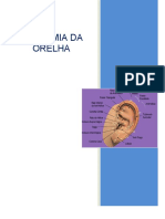 Anatomia Da Orelha