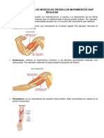 Clasificación de Los Músculos Según Los Movimientos Que Realizan