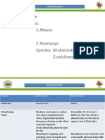 Musca and Stomoxys