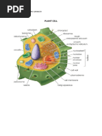 Plant Cell: Name: Marc Alejandro Caranzo Section: 7 - Dalton