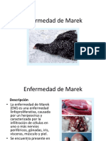 EM: Enfermedad de Marek en pollos