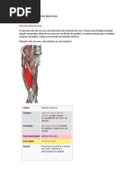 Origem e Inserção Dos Musculos