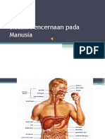 Sistem Pencernaan Pada Manusia