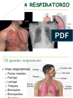 Sistema Respiratorioppt