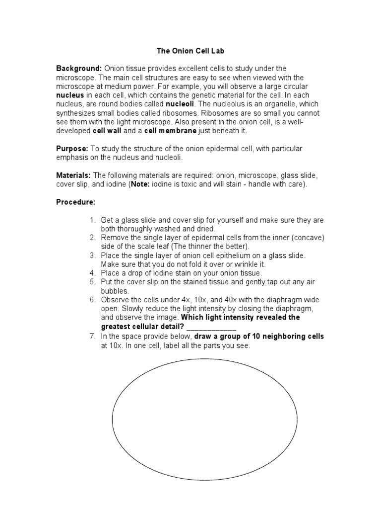 The Onion Cell Lab PDF Cell (Biology) Cell Nucleus