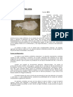 Toxemia de La Prenez Cetosis Ovina PDF