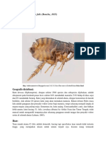 SalinanterjemahanFLEA Ctenocephalides Felis PDF