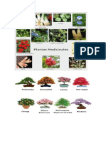 Tipos de Plantas