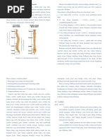 Download T8 - Lordosis Kifosis Skoliosis by lailatul isnaini SN360216818 doc pdf