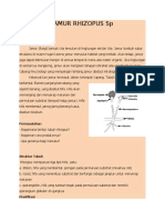 JAMUR RHIZOPUS SP