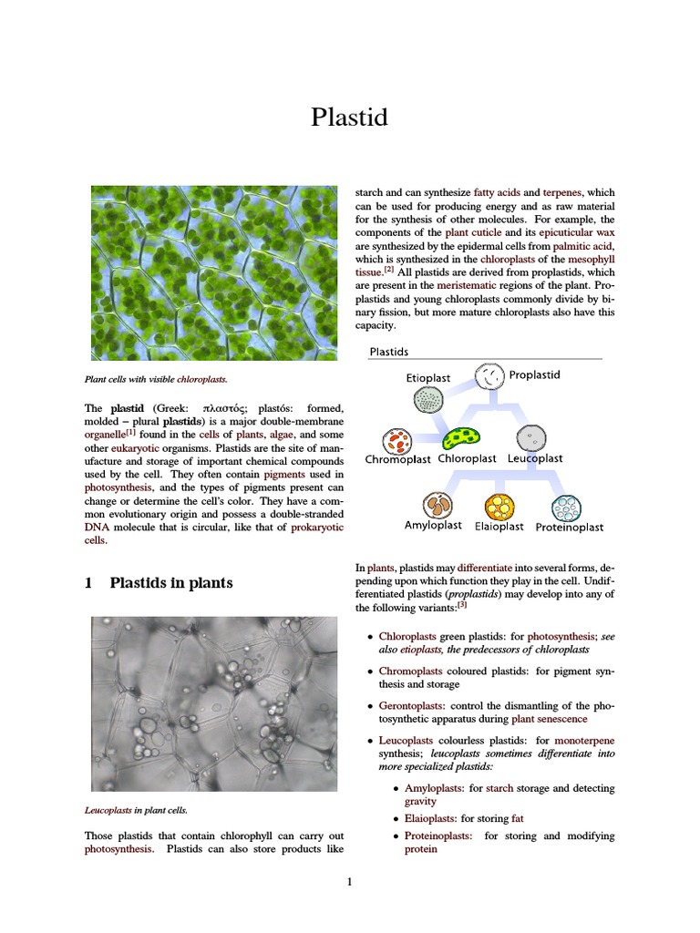 Plastid | Cell Anatomy | Branches Of Botany