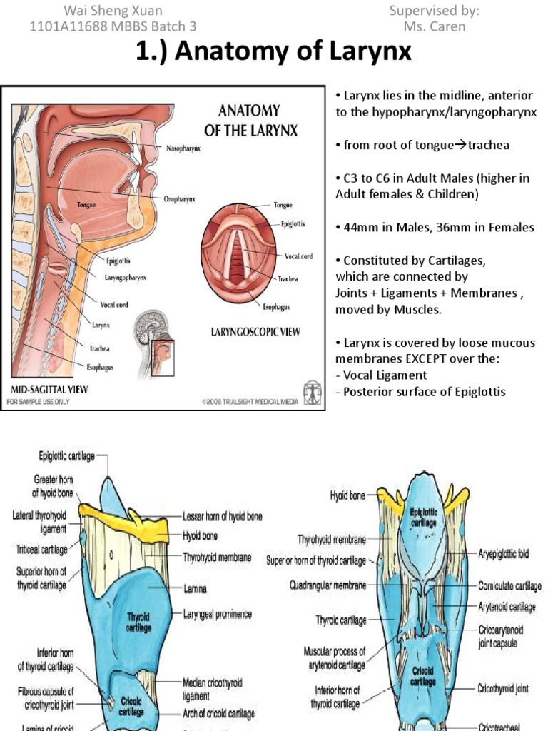 1. Anatomy of Larynx Wai Sheng Xuan Batch 3 1101A11688 Larynx Primate Anatomy