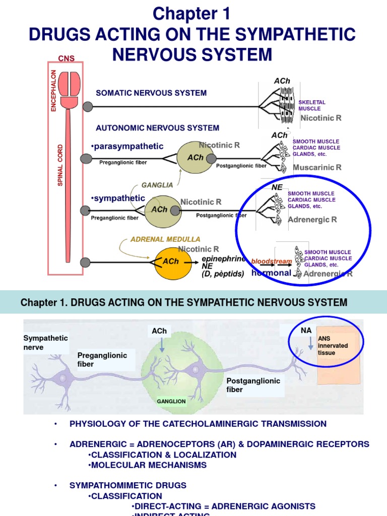 1 Sympathomimetic Drugs | PDF | Norepinephrine | Chemical Synapse