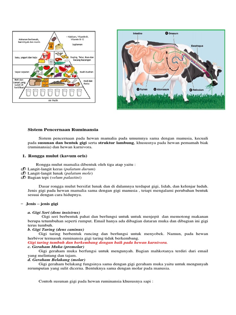 Sistem Pencernaan Ruminansia | PDF