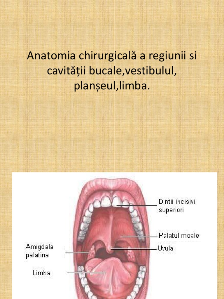 Anatomia Chirurgicală A Cavității Bucale, Vestibulul | PDF