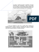 Ciclo Da Agua e Carbono