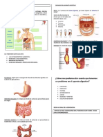 El Aparato Digestivo - 2 Copias