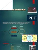 Genero Bartonella
