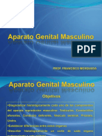 Clase de Genital Masculino Prof. Francisco Mosqueda
