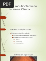Algumas Bactérias de Interesse Clínico