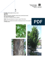 Columnar English Oak, Quercus Robur Fastigiata - Delaware Center For Horticulture