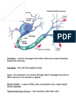 Neuron Teacher