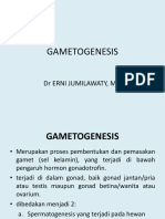 Gametogenesis17 PDF