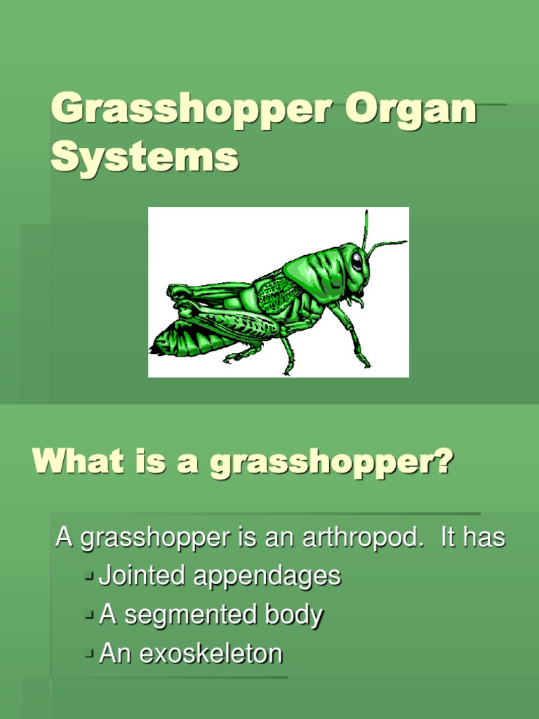 Grasshopper Circulatory and Respiratory Systems | PDF | Circulatory ...