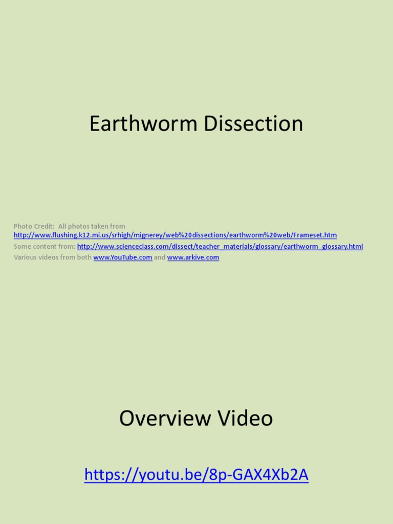 Lesson 8 - Earthworm Dissection | PDF | Animal Physiology | Organisms