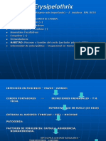 Erysipelothrix, Bacillus, Actynomicetos 6corregida