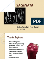 Taenia Saginata