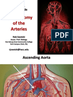 The Anatomy of The Arteries: BIOL 121 Visual Guide