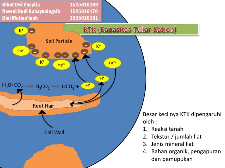 Faktor Pengaruh KTK Tanah | PDF