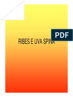 Ribes, coltivazione.pdf