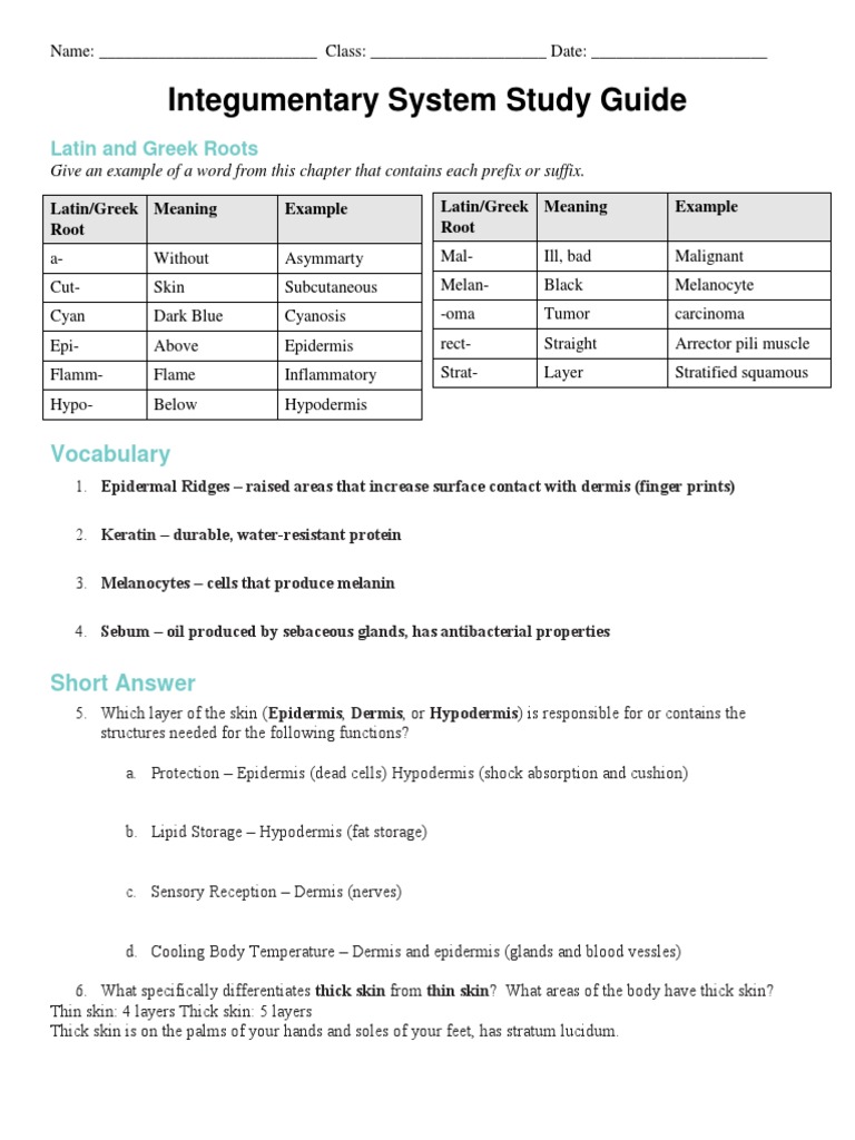 Integumentary system study guide answers skin epidermis