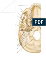 Examen Para Anatomía