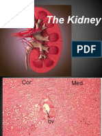 The Kidney: Quicktime™ and A Tiff (Uncompressed) Decompressor Are Needed To See This Picture
