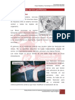 4.3. Lesion de Los Nervios Perifericos