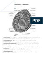 Componentes de La Célula Humana