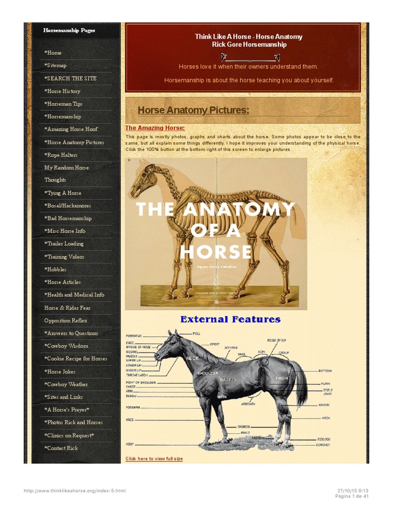 Download Horse Anatomy Pictures