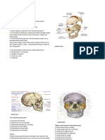 Anatomi Dasar Kepala