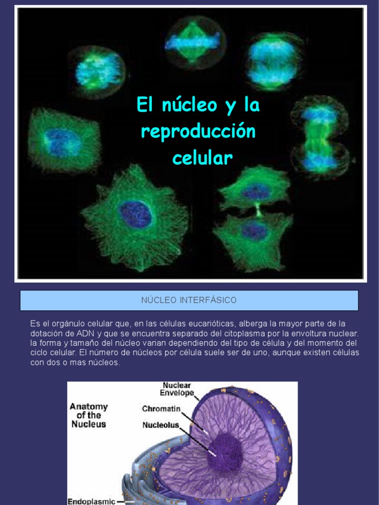 Repcel | PDF | Mitosis | Mitosis