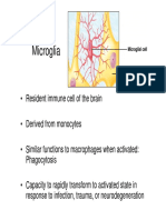 6_PG4700 Microglia (1)