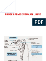 Proses Pembentukan Urine