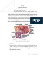 Anatomi Perkemihan lengkap.pdf
