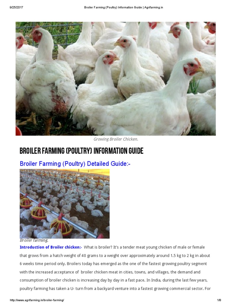 Broiler Farming: A Comprehensive Guide | PDF | Broiler | Poultry