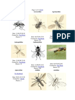 Gambar Diptera
