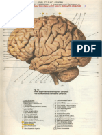 Atlas Neuroanatomie - Viorel Ranga PDF