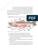 TOPOGRAFI IKAN