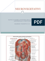 Pivot Neurovegetativi